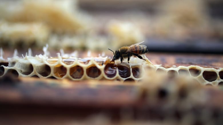 صراع على أجود أنواع العسل مستخرج من نحل قاتل ومقاوم للأمراض