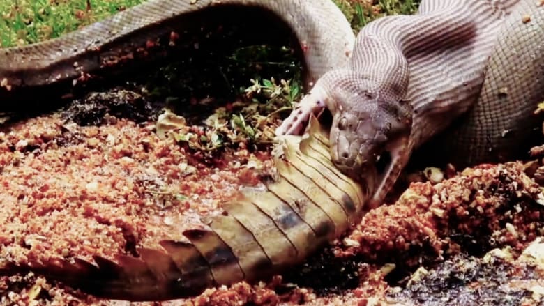 كيف يأكل الثعبان التمساح؟