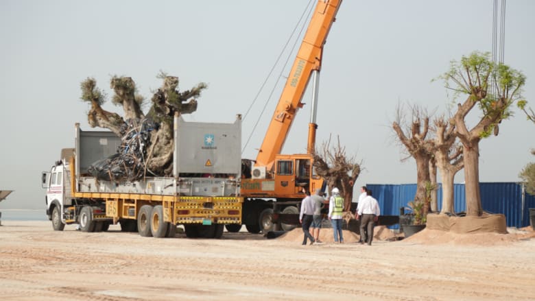 لماذا نقلت 58 شجرة زيتون أوروبية عمرها أكثر من ألف عام إلى دبي؟ لماذا نقلت 58 شجرة زيتون أوروبية عمرها أكثر من ألف عام إلى دبي؟