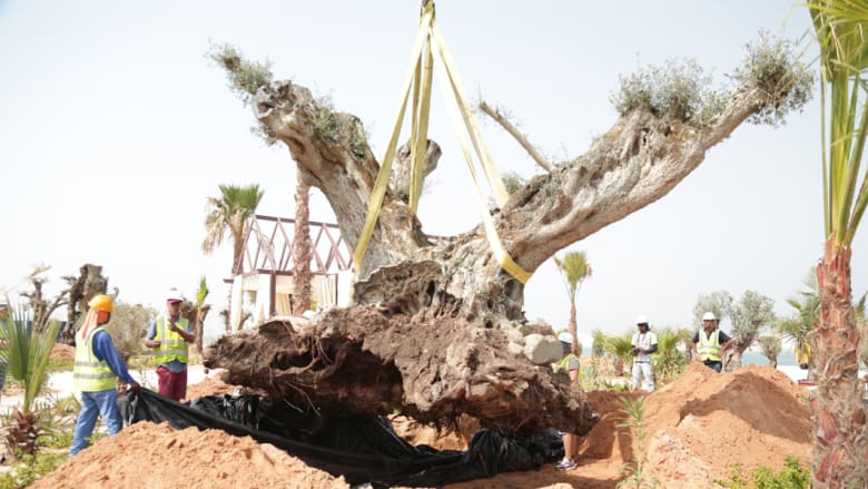 لماذا نقلت 58 شجرة زيتون أوروبية عمرها أكثر من ألف عام إلى دبي؟ لماذا نقلت 58 شجرة زيتون أوروبية عمرها أكثر من ألف عام إلى دبي؟