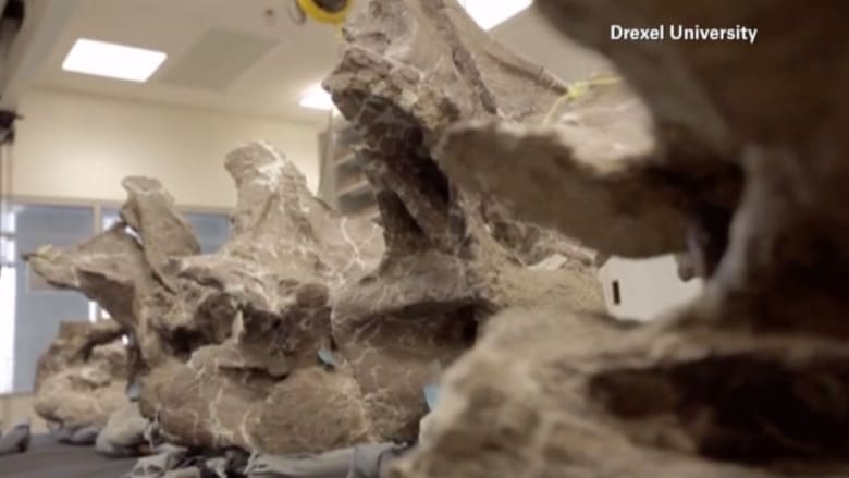 بالفيديو.. اكتشاف الـ "دريدنوتس" أضخم حيوان سار على وجه الأرض 