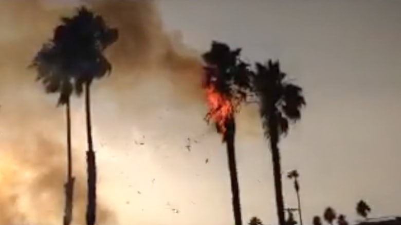 صاعقة تحرق شجرة نخيل في سان دييغو