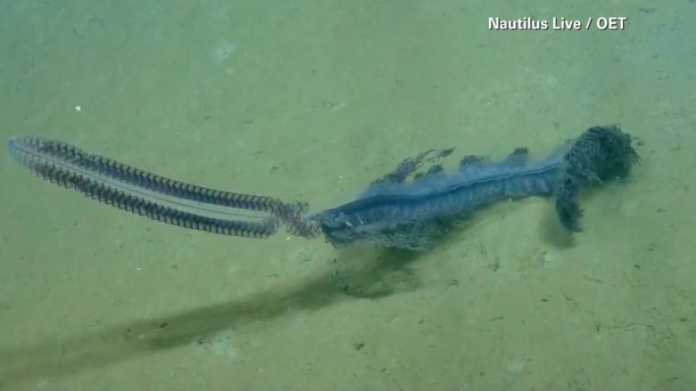 شاهد هذا المخلوق النادر الذي صوره باحثون في أعماق البحر