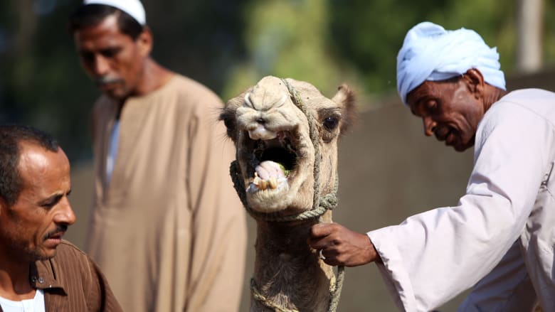 مصري يعرض جملا للبيع في أحد أسواق القاهرة استعدادا لعيد الأضحى مصري يعرض جملا للبيع في أحد أسواق القاهرة استعدادا لعيد الأضحى