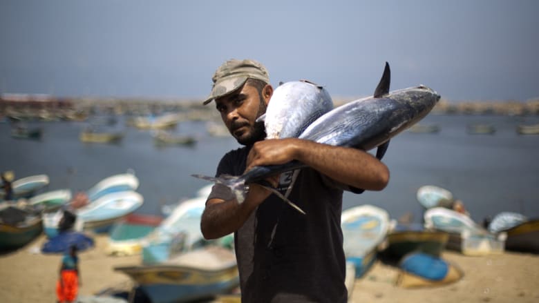 منظمة الأغذية والزراعة: غزة تشهد شللاً في الزراعة وتحذيرات من انعدام الأمن الغذائي عن 80 في المائة من سكان القطاع منظمة الأغذية والزراعة: غزة تشهد شللاً في الزراعة وتحذيرات من انعدام الأمن الغذائي عن 80 في المائة من سكان القطاع