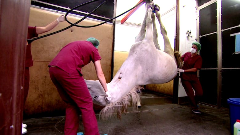 كيف تتم معاينة ومعالجة الخيول في أكبر وأحدث عيادة في العالم؟