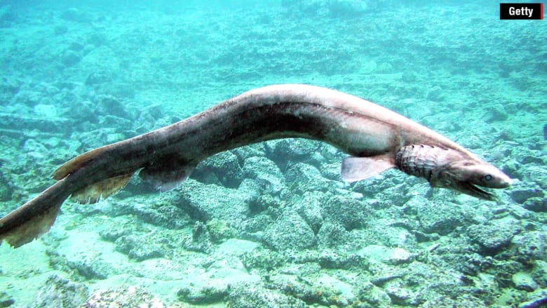 العثور على سمكة قرش نادرة تعود لفصيلة عمرها 80 مليون سنة