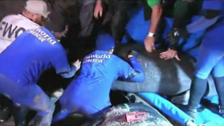شاهد.. عملية إنقاذ خراف بحر عالقة في قنوات تحت الأرض