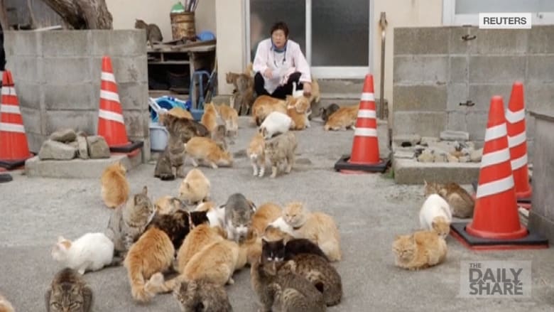 جزيرة القطط في اليابان.. حيث تطغى الهررة على البشر