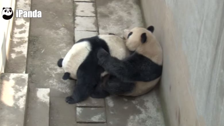 دب الباندا يضرب الرقم القياسي في ممارسة الجنس بالصين