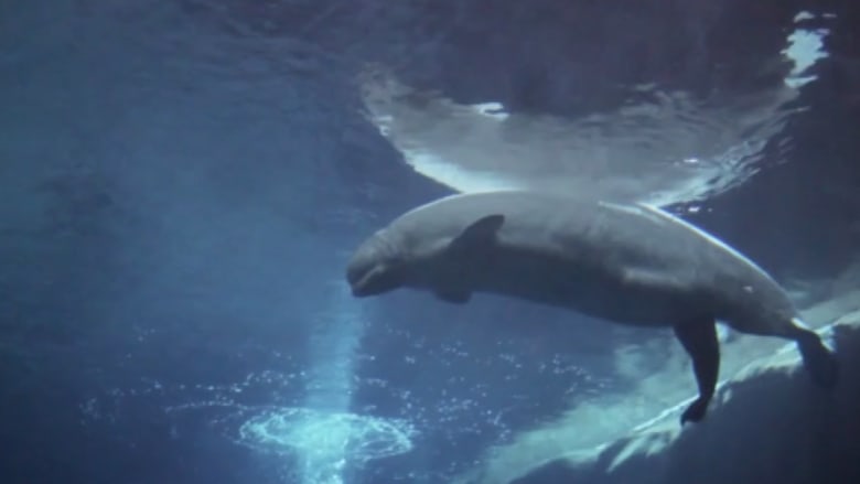 هل شاهدت عملية ولادة لحوت أبيض من قبل؟ .. شاهدها الآن!
