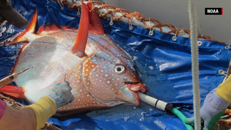  بالفيديو.. اكتشاف علمي هائل.. سمكة من ذوات الدم الحار