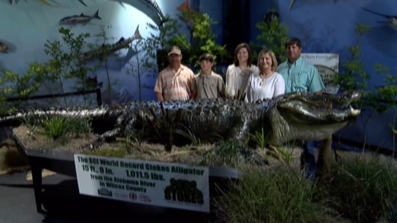 بالفيديو.. تمساح ضخم للعرض في متحف مونتغمري