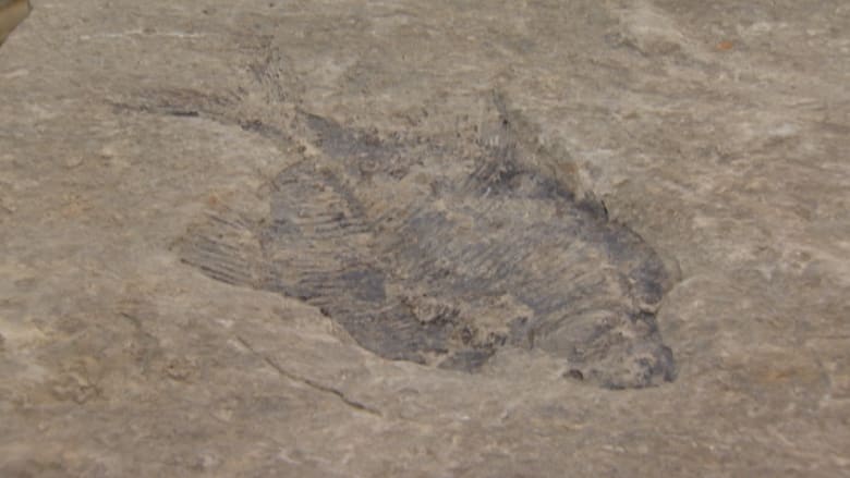 بالفيديو.. العثور على سمكة متحجرة في أحفورة عمرها 60 مليون سنة