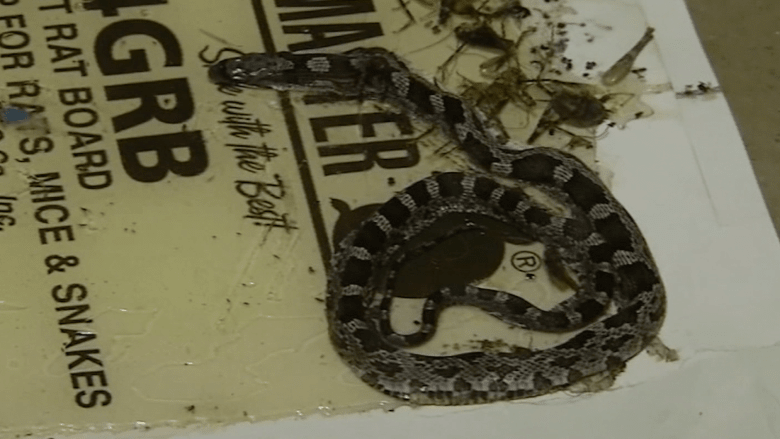 https arabic cnn com entertainment article 2019 10 20 maghamsi dead people in dreems