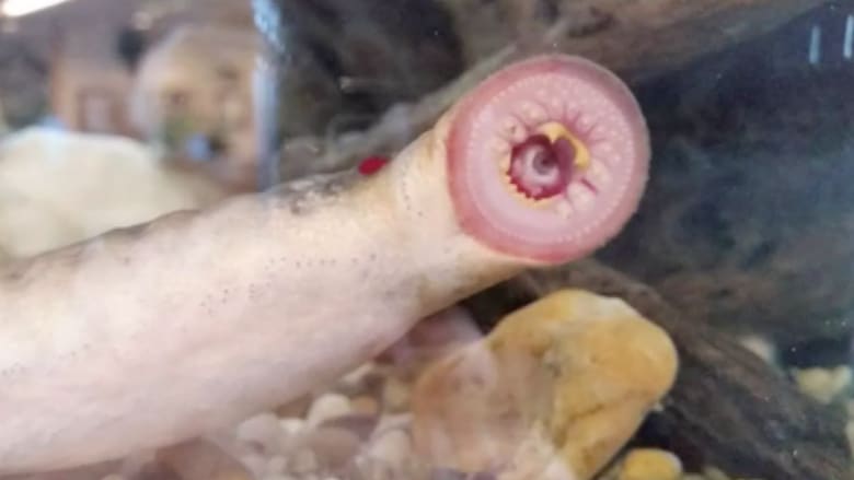 بالفيديو.. مخلوقات غريبة سقطت من السماء في آلاسكا