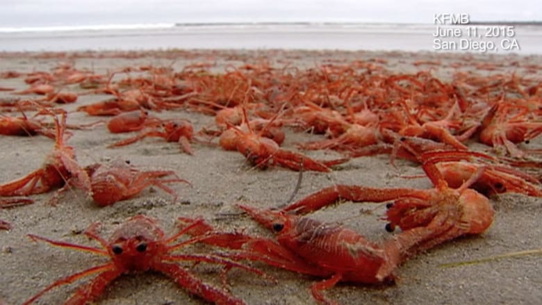 آلاف السرطانات الحمراء تحتل شاطئا في كاليفورنيا