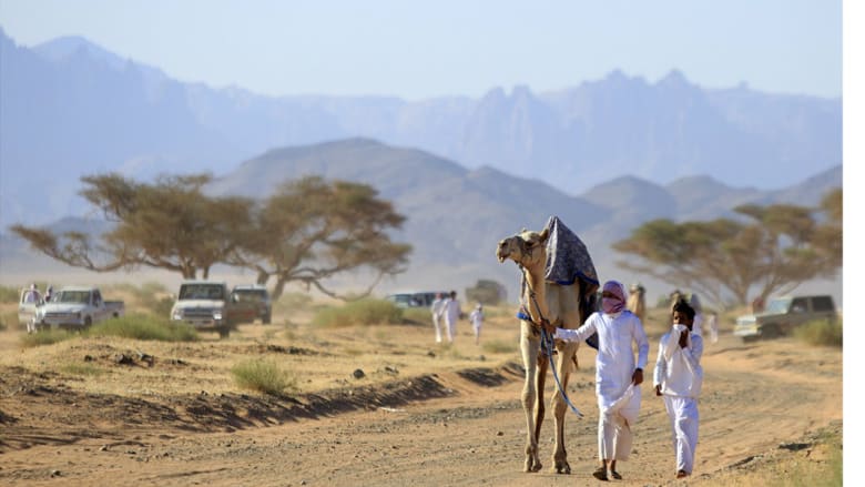 سباق الهجن.. تقليد وفرحة في العيد سباق الهجن.. تقليد وفرحة في العيد