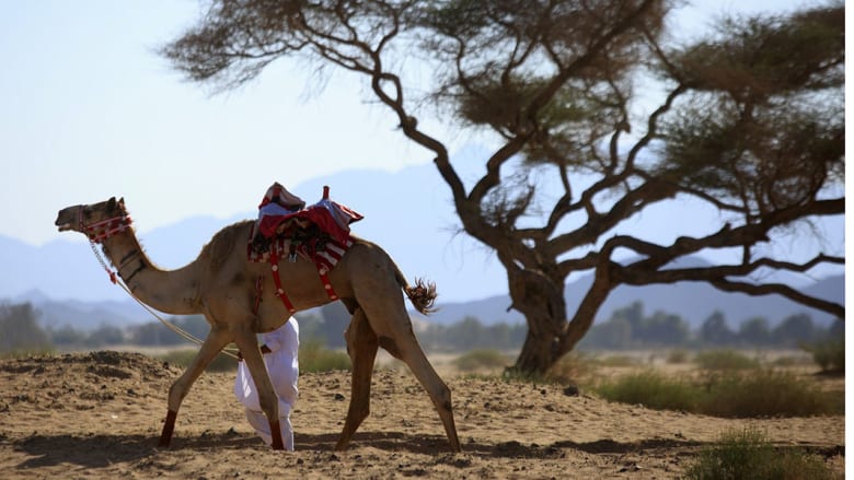 سباق الهجن.. تقليد وفرحة في العيد سباق الهجن.. تقليد وفرحة في العيد