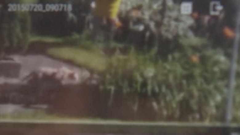 بالفيديو.. أسد يتجول بين المنازل يثير الرعب في ويسكنسن