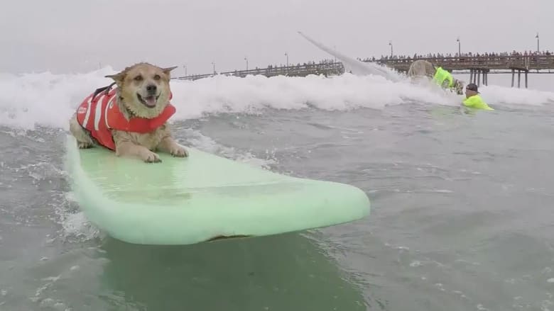بالفيديو.. كلاب تتنافس في ركوب الأمواج