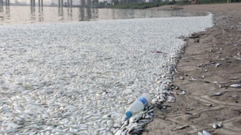 بالفيديو.. آلاف الأسماك الميتة على شواطئ نهر "تيانجين" بعد الانفجار