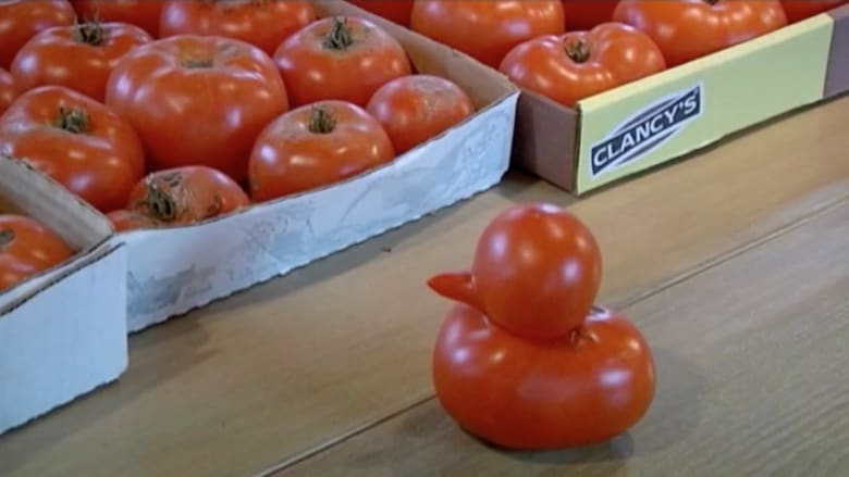بالفيديو.. صدق أو لا تصدق حبة طماطم على شكل بطة