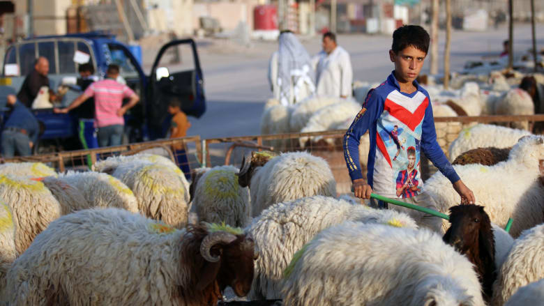 صبي عراقي يقف وسط مجموعة من الخراف في سوق للمواشي بمدينة البصرة العراقية صبي عراقي يقف وسط مجموعة من الخراف في سوق للمواشي بمدينة البصرة العراقية