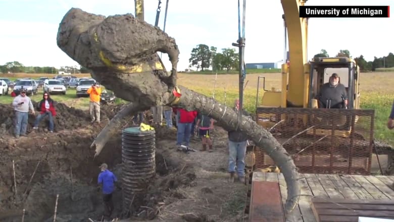 شاهد.. مزارع يكتشف هيكل "فيل ماموث" عمره قد يصل إلى 15 ألف عام