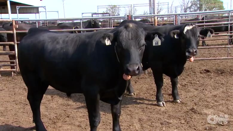 بالفيديو: أبقار مهذبة.. لكنها تساهم بزيادة الاحتباس الحراري