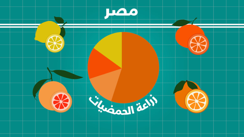 إنتاج الحمضيات في مصر من الأكبر في إفريقيا