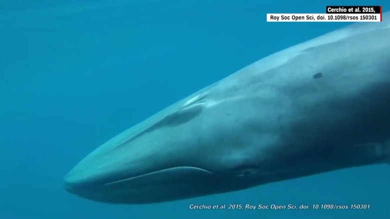 شاهد.. رؤية فصيلة نادرة جدا من الحيتان بالقرب من سواحل مدغشقر