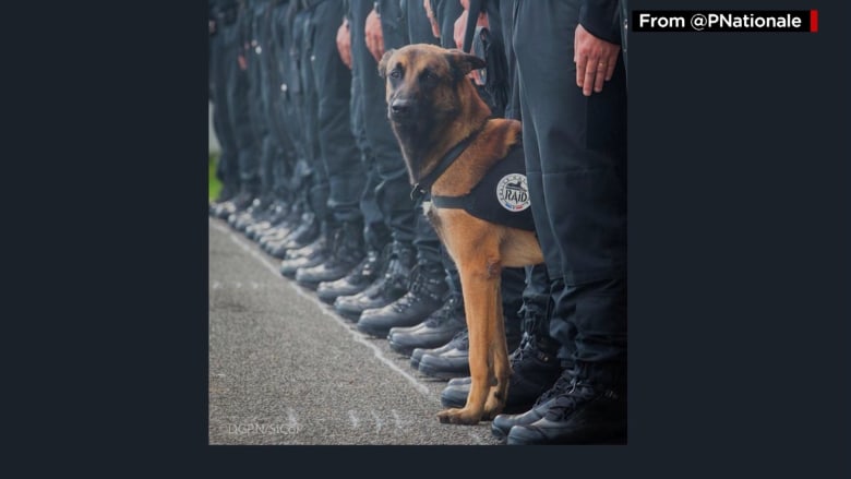 سقوط كلبة شرطة في مواجهة مع داعش في باريس تلهب التعليقات على تويتر