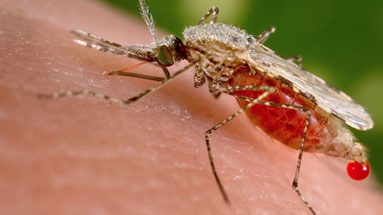 ما هو الملاريا؟ مرض أصاب 214 مليون ضحية في 2015 وحدها