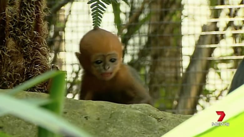 أستراليا.. شاهد ولادة القرد الأكثر ندرة في العالم