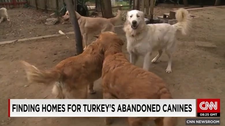 شاهد.. "الكلاب الذهبية" من الطرد في شوارع تركيا إلى التبني في منازل أمريكا