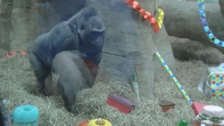 بالفيديو: حديقة حيوان تحتفل بعيد ميلاد أكبر غوريلا سناً في العالم