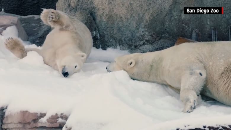 بالفيديو: جولة مع دببة قطبية على ثلوج حديقة حيوانات سان دييغو