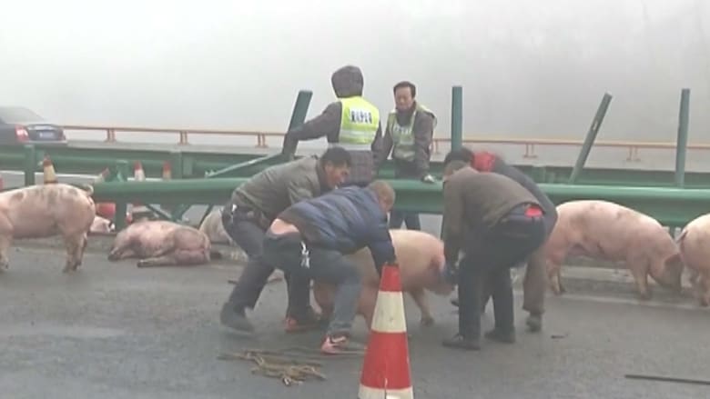 تعطيل طريق سريع في الصين لـ 4 ساعات والسبب.. مجموعة من الخنازير