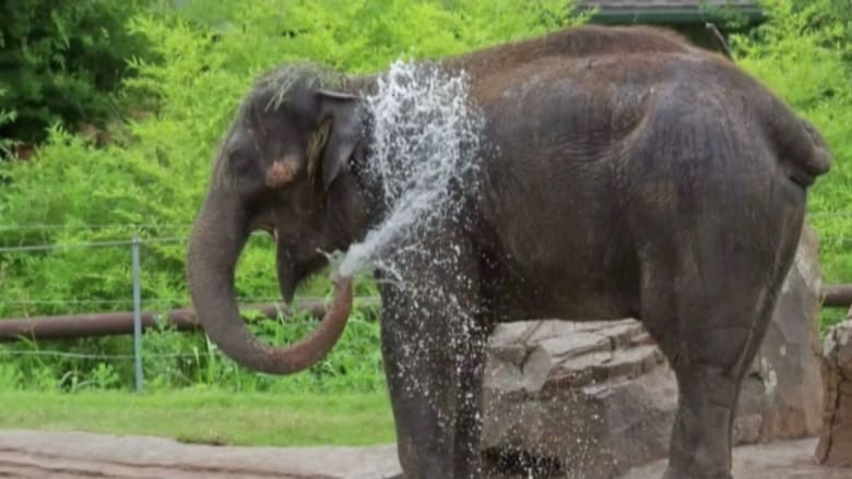 بالفيديو: موت "مفاجئ" لفيل بعد نقله من حديقة إلى أخرى