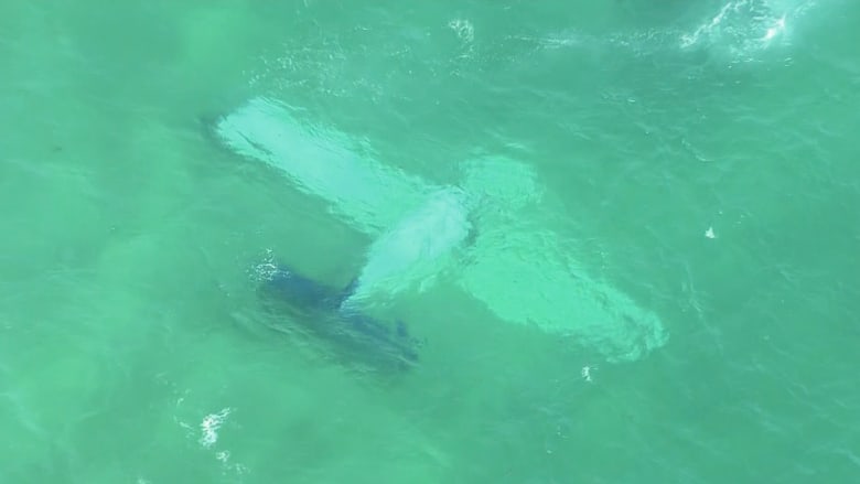 فيديو مرعب.. طائرة تسقط وتستقر تحت المياه في ميامي