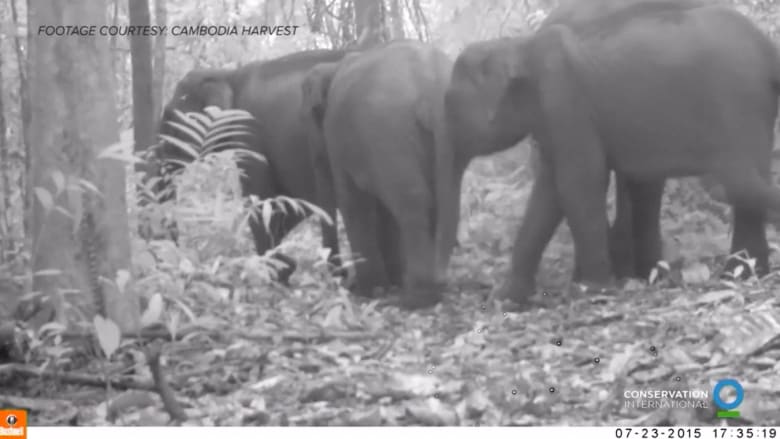فيديو يظهر مجموعة نادرة من الفيلة الآسيوية بغابة كمبودية