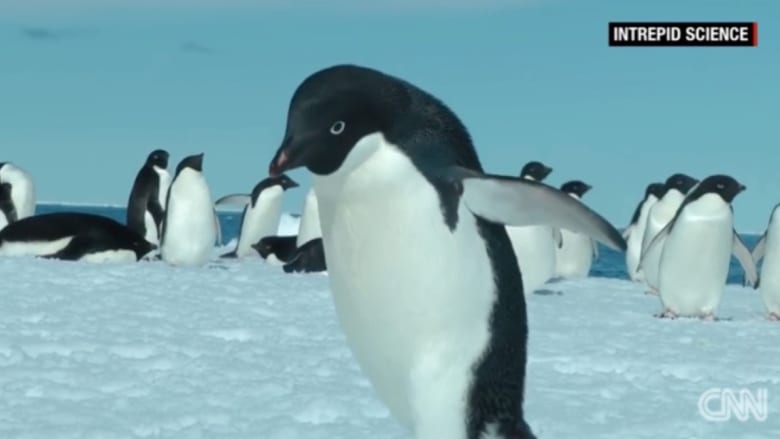 بالفيديو: جبل جليدي يقضي على آلاف طيور البطريق