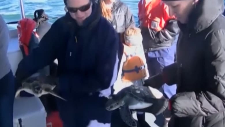 شاهد.. خفر السواحل الأمريكي يعيد مئات السلاحف إلى المياه بعد إنقاذها من التجمد