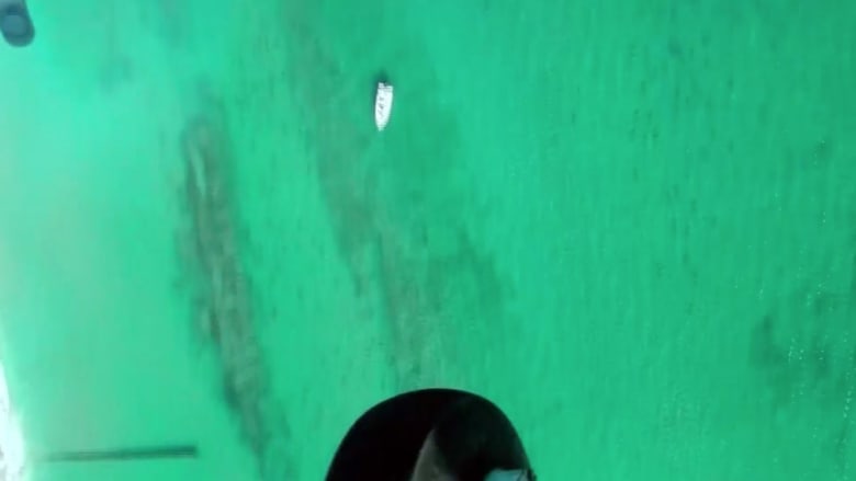 شاهد.. عشرات الآلاف من أسماك القرش قبالة سواحل فلوريد