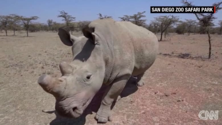 بالفيديو: المحاولة الأخيرة لإنقاذ وحيد القرن الشمالي