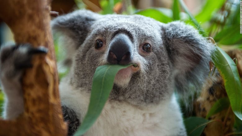 بين الكوالا والكنغر والومبت.. تعرف إلى أغرب الحقائق عن ألطف حيوانات استراليا