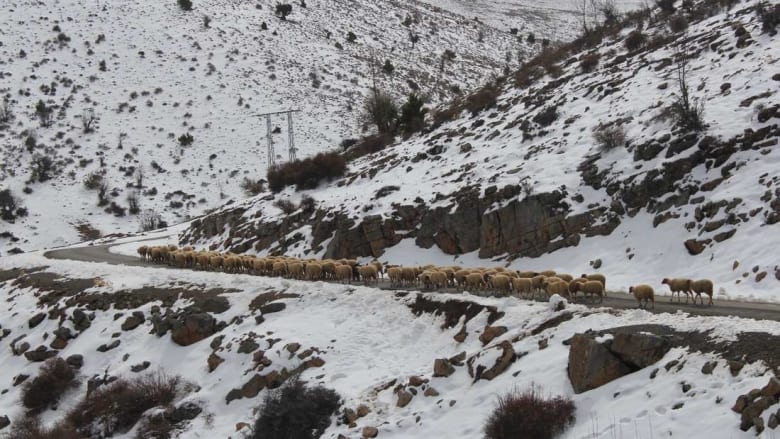 بالصور.. شعب الثلج في المغرب بالصور.. شعب الثلج في المغرب