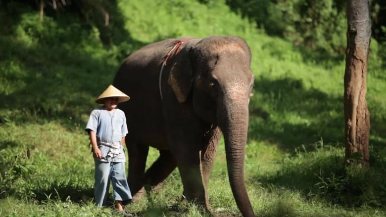 هكذا تلعب مع الفيلة وتدللها في الخيم الفاخرة في تايلاند