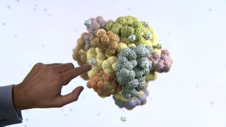 بالفيديو: الخلايا المناعية أمل جديد في علاج السرطان.. والتجارب على الإنسان بعد عامين